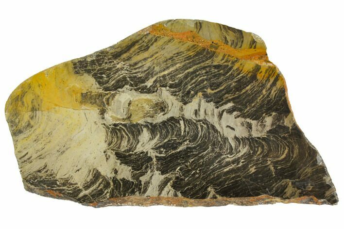 Polished Stromatolite (Acaciella) from Australia - MYA #150366